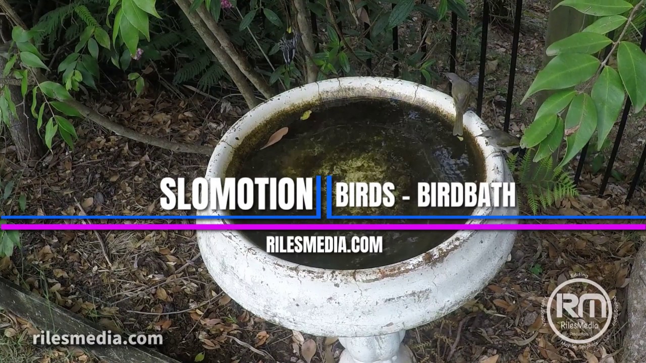 Slowmotion birds @ birdbath