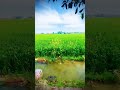 #nofarmersnofood ##kisanektazindabaad #kisanprotestdelhi #haryanafarmers #trending #shortsvideo
