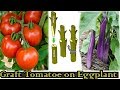 Grafting Tomato on Eggplant Stored in Plastic Bottle