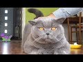 Coconut. Blue British Shorthair - Cleaning ears, eyes and nose