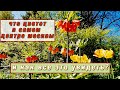 Красота вокруг: Цветочное великолепие Москвы 🌺