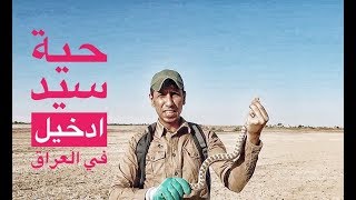 حية سيد دخيل ذات القرون تعود من جديد في العراق/محمد الدرويش