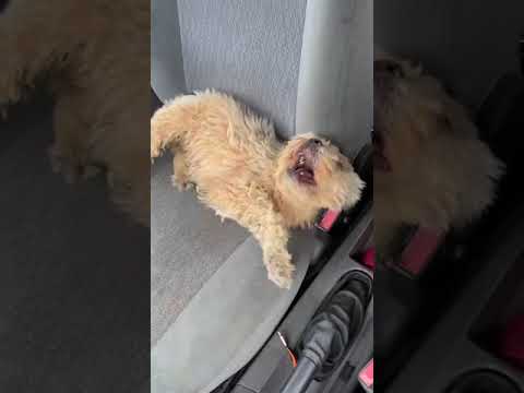 "'Cê' tá famosa"; poucas horas após sair no PIRANOT, Jhullie é encontrada