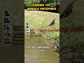 Top Animal Voiceovers: Best Moments Compilation.#AnimalVoiceovers #FunnyPets #PetHumor #ViralAnimals