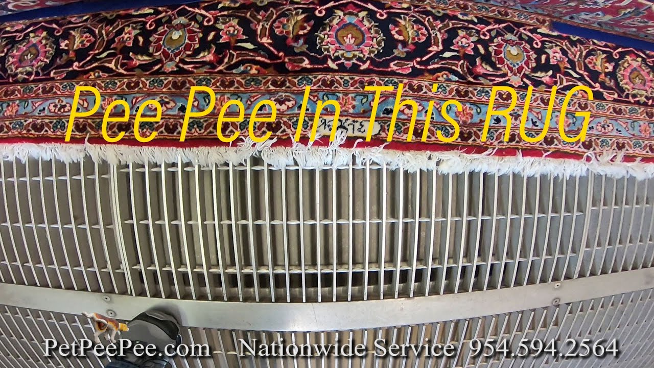 Smell Bad from PeePee Area Rug YouTube