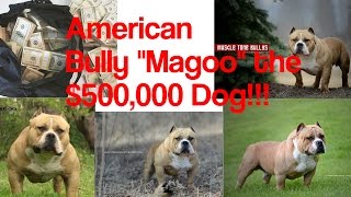 'Magoo' The $500,000 American Bully!!!! by 2 Pitbulls 13,076 views 7 years ago 10 minutes, 50 seconds