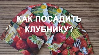 Как посадить клубнику из семян на рассаду?