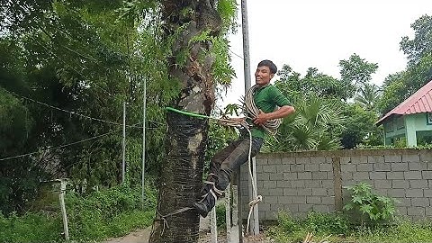 hai anh thợ cưa hạ cây thốt nốt bốn mươi năm tuổi ở chùa hang cô tô