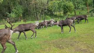 My Tour of the "Running Reindeer Ranch" in Fairbanks, Alaska