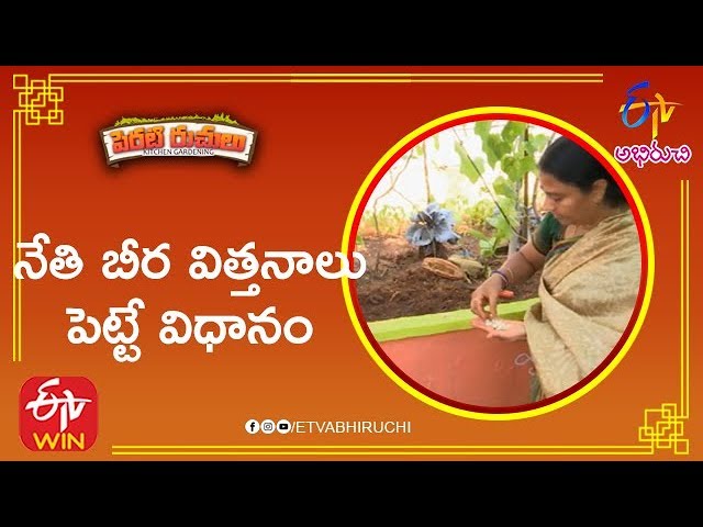Balloon Vine Seeds Give Away Buddakakara Mudhukan Plant Growing Uses Usa Telugu Vlogs Youtube Balloon Vine Seeds Give Away Buddakakara Mudhukan Plant Growing Uses Usa Telugu Vlogs Youtube