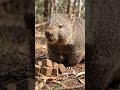 Wombat Ki Cube-Shaped Potty! 😱 | Weird Science Fact That Sounds Fake #shorts
