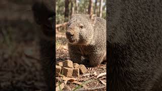 Wombat Ki Cube-Shaped Potty! 😱 | Weird Science Fact That Sounds Fake #shorts