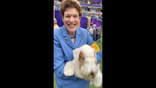 Westminster 2023: Margery Good with Stache the Sealyham Terrier