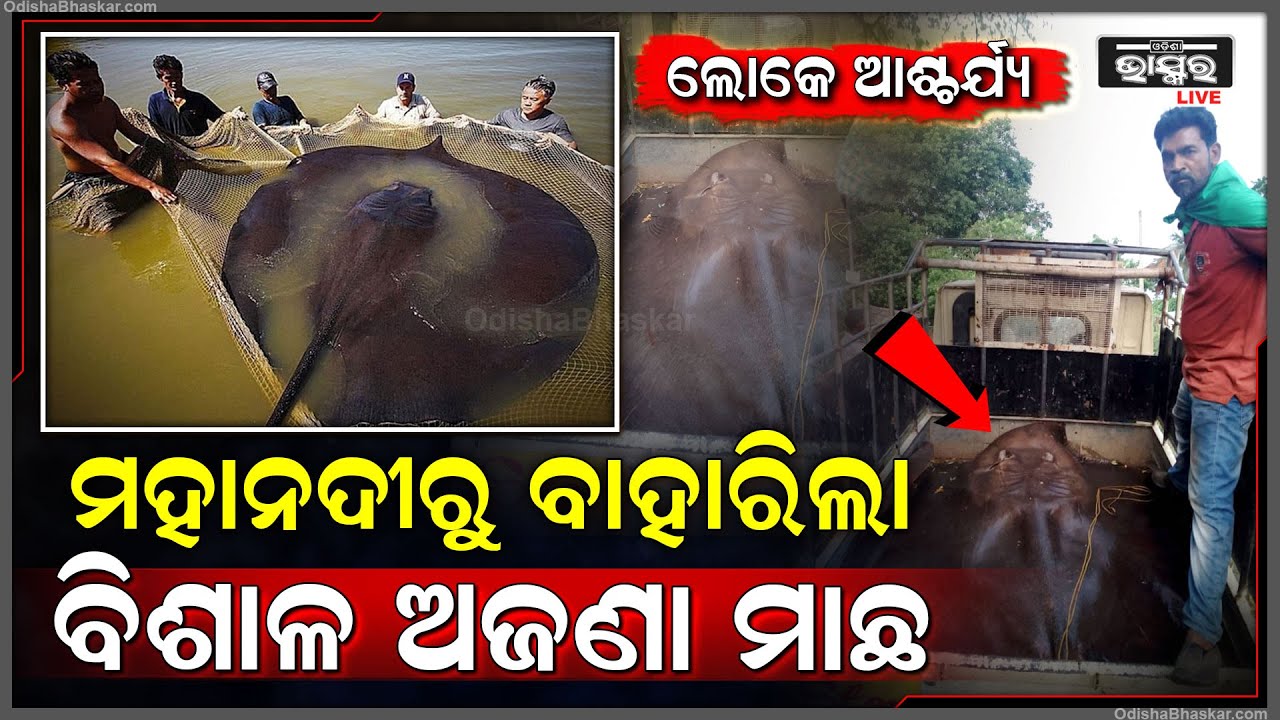 ମହାନଦୀକୁ କୁଆଡୁ ଆସିଲା ଏତେ ବଡ଼ ବିଶାଳ ମାଛ... ଧରିଲା ପରେ ୭୦ ହଜାରରେ ବିକିଲେ