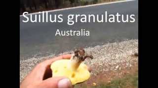 Suillus granulatus