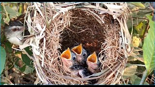 Baby bird very very hungry, Mother bring big grasshopper for baby to eat