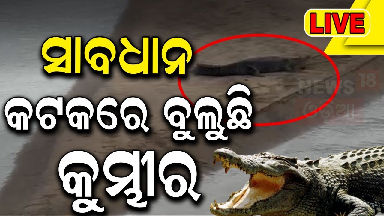 Cuttack Breaking News Live: ସାବଧାନ, କଟକରେ ବୁଲୁଛି କୁମ୍ଭୀର | Crocodile In Kathajodi River