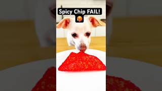Baxter Does Spicy One Chip Challenge FAIL #funnydogs #viralshorts #cutechihuahua #baxterandfriends