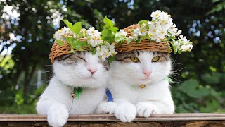 野薔薇の花 帽子 のせ猫 2024 240625 - YouTube