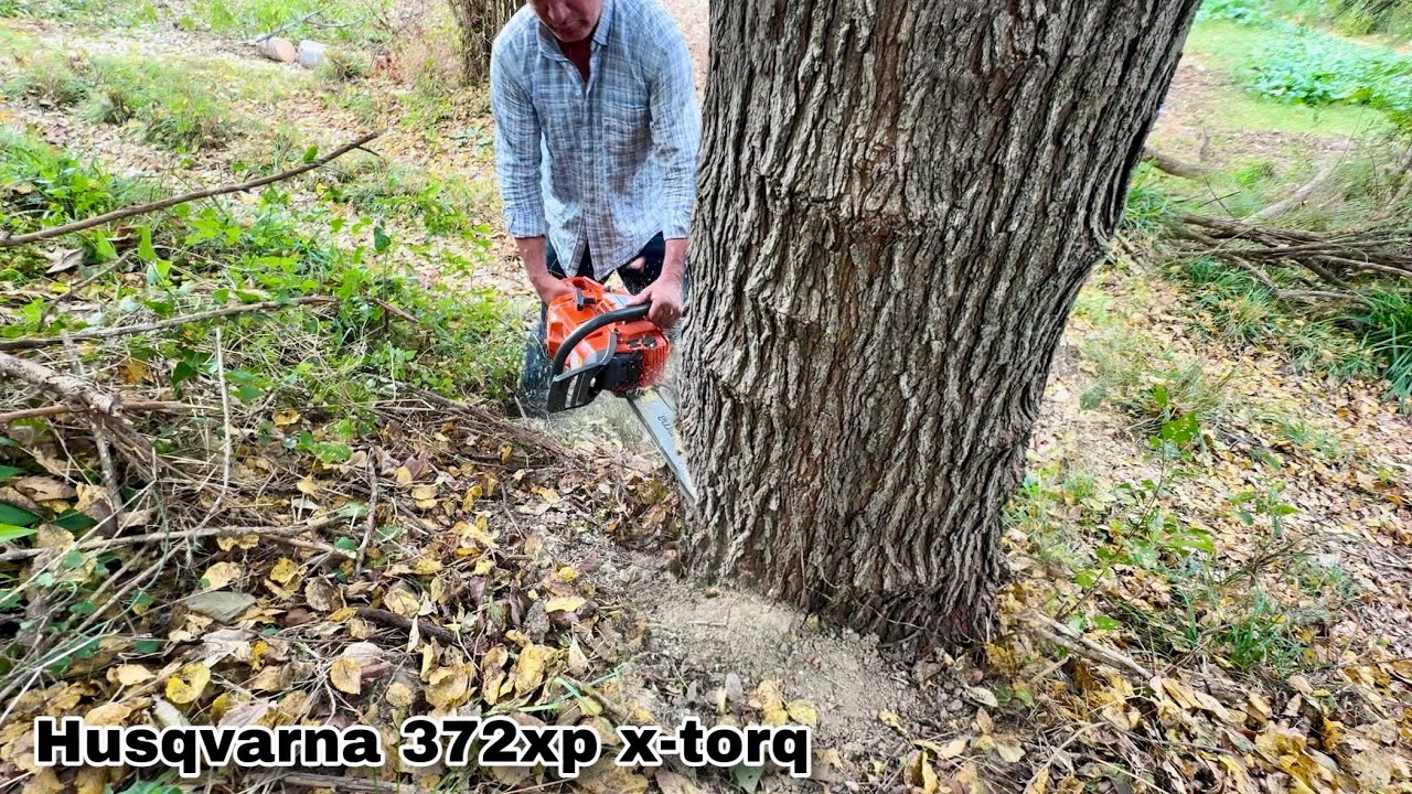 Tehlikeli Büyük Ağaç Kesimi - Husqvarna 372xp x-torq Motorlu Testere