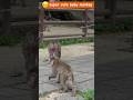 赤ちゃんを抱えたまま爆走!?ママザルの必死すぎるご飯タイム Japanese macaque baby monkey #ニホンザル #snowmonkey