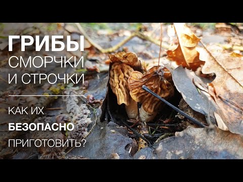 Грибы сморчки и строчки - как их безопасно приготовить?