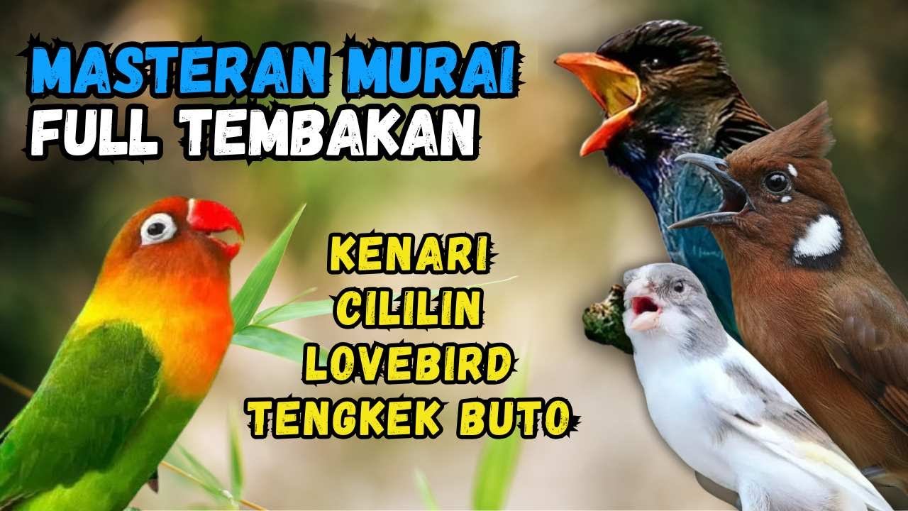 Masteran Murai Tembakan Kenari, Cililin, Lovebird dan Tengkek Buto