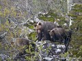 El OSO PARDO en la Península Ibérica, con Guillermo Palomero (FUNDACION OSO PARDO).