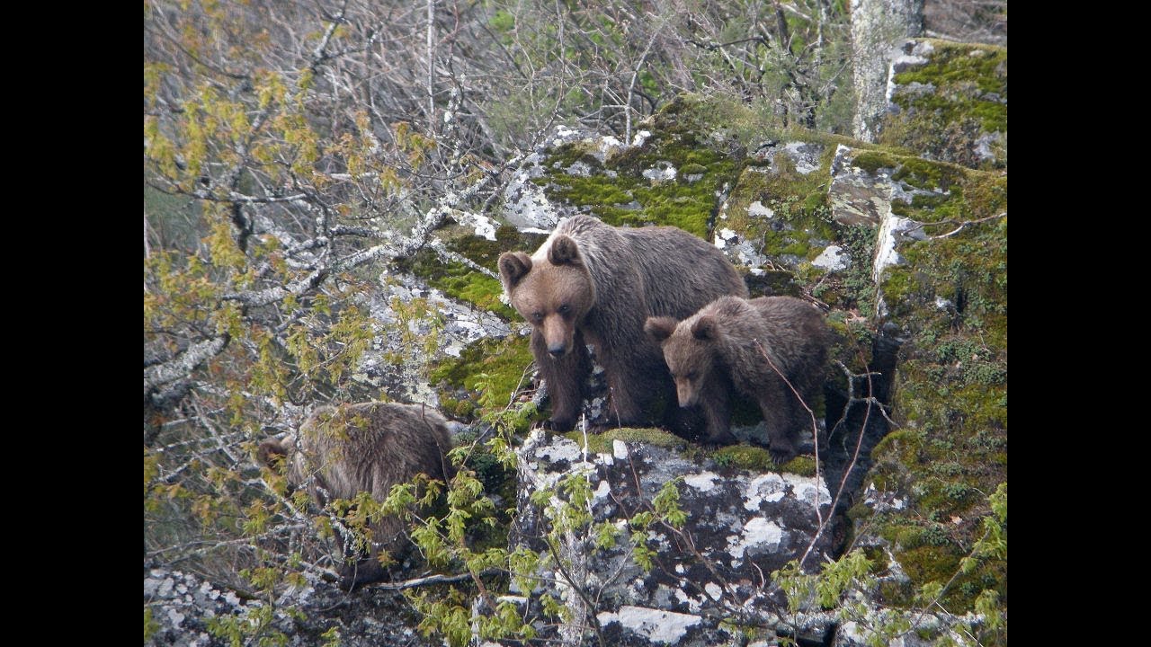 El OSO PARDO en la Península Ibérica, con Guillermo Palomero (FUNDACION OSO PARDO).