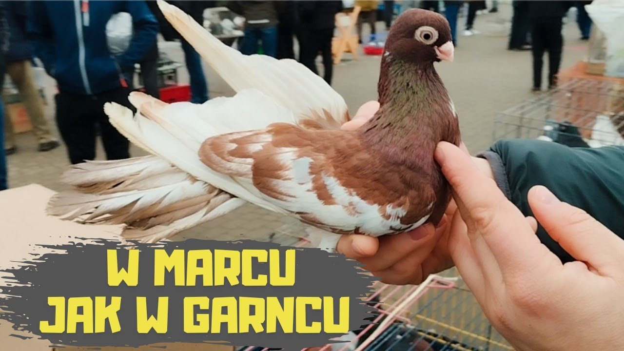 Giełda Zwierząt Lublin 15.03.2025 Gołębie Gęsi Indyki Perliczki Kury Kaczki Króliki Ptaki Egzotyczne