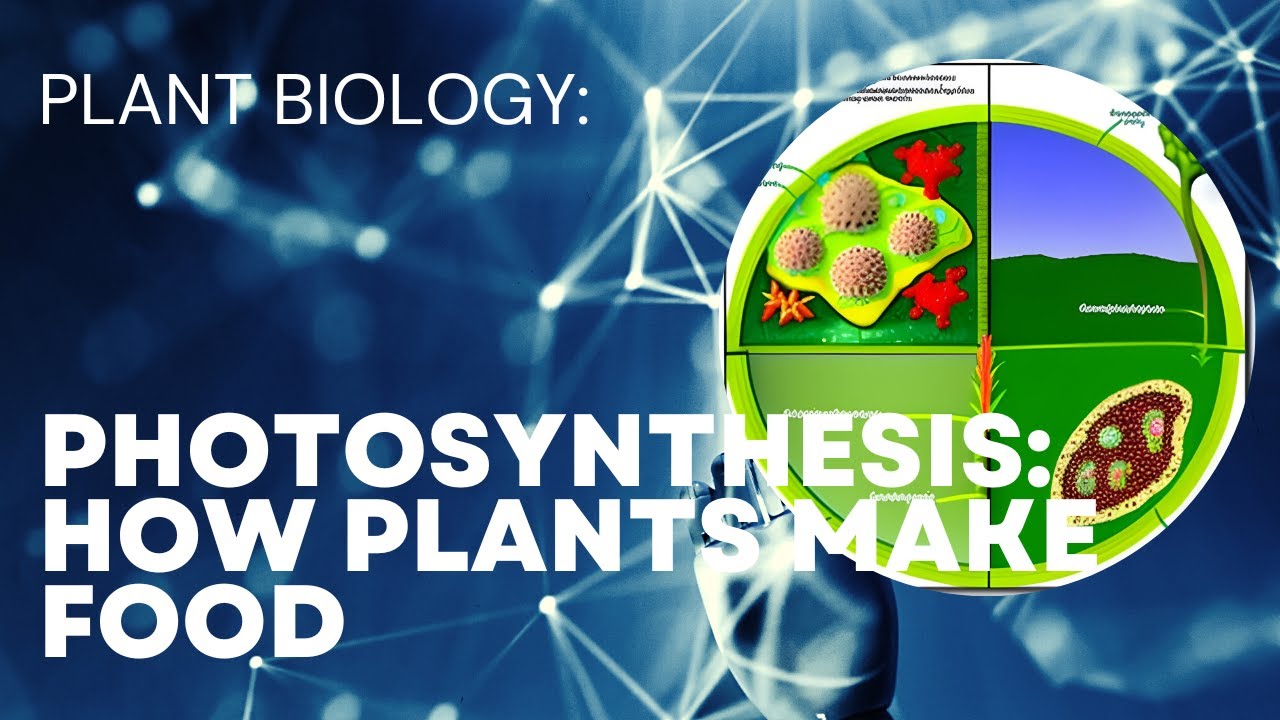 How Photosynthesis Sustain Life On Earth