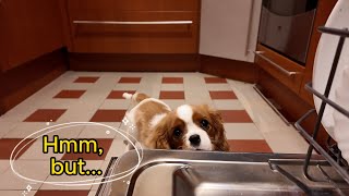 Vanilla, the Cavalier King Charles puppy, discovers the dishwasher, and it smells good to her