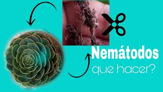 ¿Que ataca los nematodos?