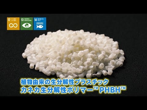 海洋ゴミ問題に挑む植物由来の生分解性プラスチック