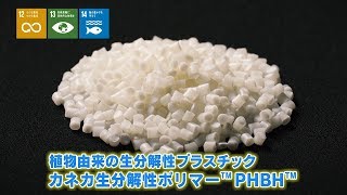 海洋ゴミ問題に挑む植物由来の生分解性プラスチック