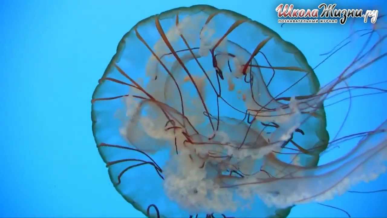 Какими бывают Медузы?