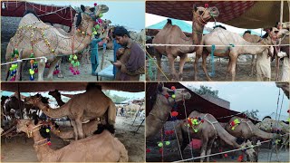 Gujranwala Mandi Camel Rates Update 2023/Biggest Camel Market Khiali Bypass Chand Da Qila Gujranwala