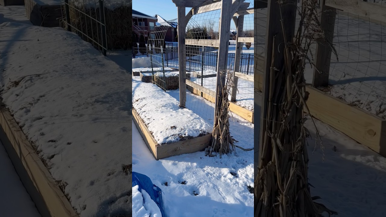 Protecting Plants From Extreme Cold 