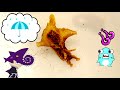 【磯の生き物アニメ】海でウミウシやアメフラシを探そう！竹野スノーケルセンターとサメニン！