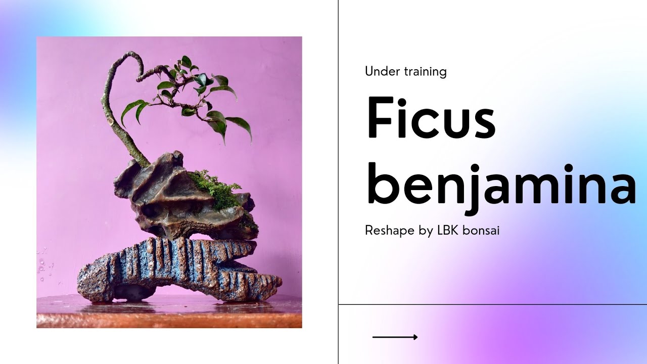 ficus benjamina new look from old design. part 2 and 3