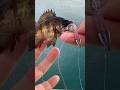 ワーム使ってもなかなか釣れない？今日の動画は保存版級です #shorts
