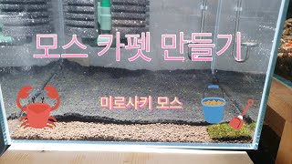 모스 활착 모스 카펫 만들기