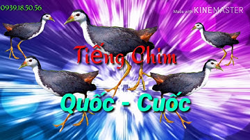 Tiếng Quốc Đánh Đêm - Cuốc Ngực Trắng File mp3 18P Có Gọi Bầy, Có Đá (file để nghe. không bán)