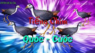 Tiếng Quốc Đánh Đêm - Cuốc Ngực Trắng File mp3 18P Có Gọi Bầy, Có Đá (file để nghe. không bán)