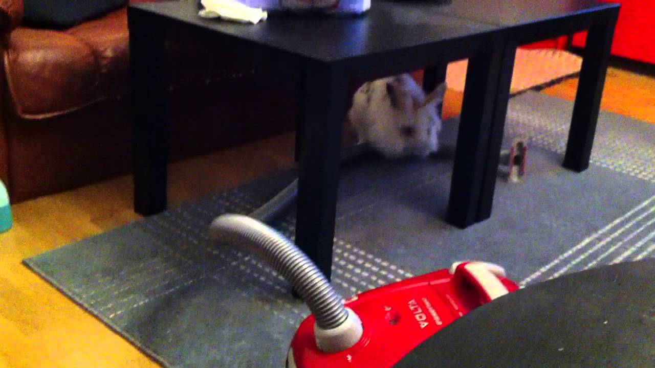 Bunny HATES vacuum cleaner! YouTube