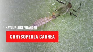 Chrysoperla carnea larvae attacks aphids | Natural enemy