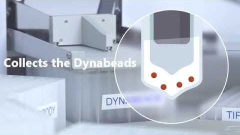 (short version) Automated Immunoprecipitation in 40 min using Dynabeads and KingFisher Flex