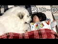 【祝♡】眠っている2歳児を起こさないようにそっと近づき一緒に寝ちゃった超大型犬|グレートピレニーズ&オールドイングリッシュシープドッグ&トイプードル