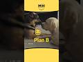 427 || Plan B😂 #shortsfeed #animalvoiceover #animallovr #animaldub #@MasterofHumorMH