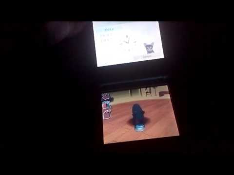 Vidéo: Nintendogs: Chihuahua Et Ses Amis